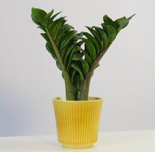 Lade das Bild in den Galerie-Viewer, Zamioculcas zamiifolia &#39;Zenzi&#39; - Root Houseplants
