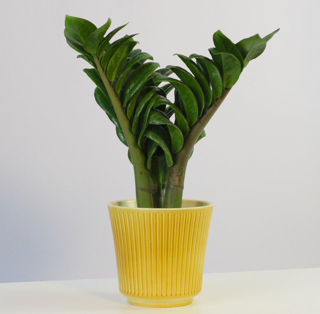 Zamioculcas zamiifolia 'Zenzi' - Root Houseplants