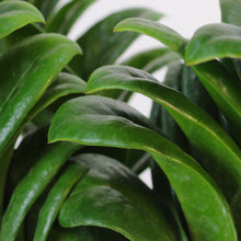 Lade das Bild in den Galerie-Viewer, Zamioculcas zamiifolia &#39;Zenzi&#39; - Root Houseplants
