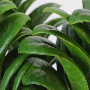 Zamioculcas zamiifolia 'Zenzi' - Root Houseplants