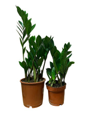 Charger l&#39;image dans la galerie, Zamioculcas zamiifolia - ZZ plant - Root Houseplants
