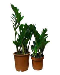 Zamioculcas zamiifolia - ZZ plant - Root Houseplants