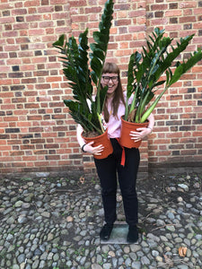 Zamioculcas zamiifolia - ZZ plant - Root Houseplants